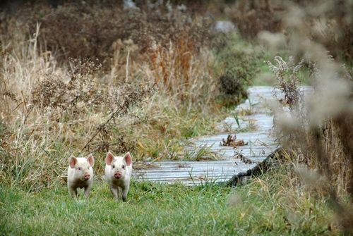 我們的環(huán)境會(huì)好嗎？——“數(shù)說(shuō)”大氣、水、土壤污染防治三大戰(zhàn)役